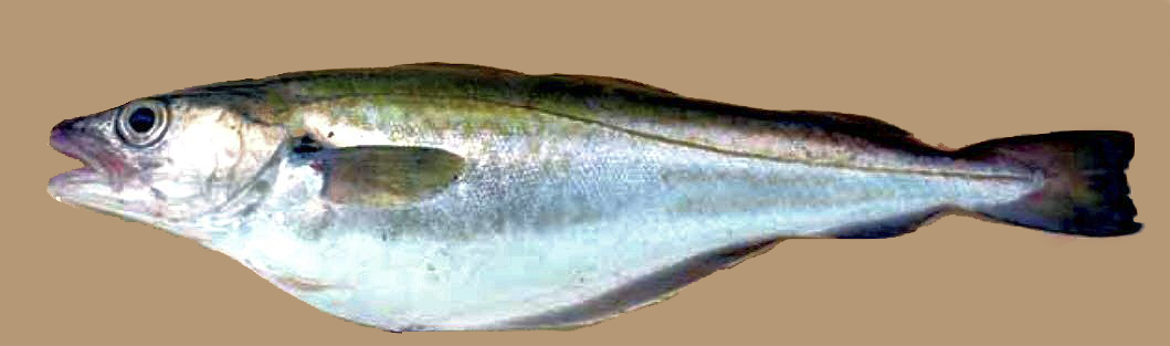 Merlangius merlangus_00555